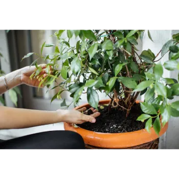 Organic Jasmine Plants 